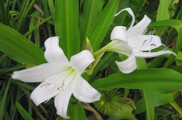 cay-trinh-nu-hoang-cung-1663742429.jpeg
