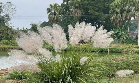 Mùa hoa cỏ lau quê tôi