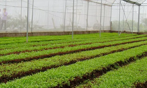 Phát triển tiềm năng cây dược liệu gắn với xây dựng thương hiệu sản phẩm OCOP