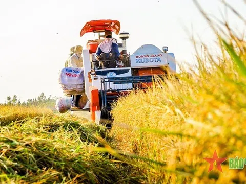 Lúa gạo Việt Nam – từ quân lương kháng chiến đến hành trình xanh và thịnh vượng