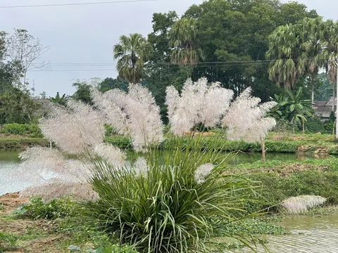 Mùa hoa cỏ lau quê tôi