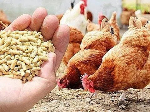 Vì sao giá thức ăn chăn nuôi không giảm mà vẫn tiêp tục tăng?