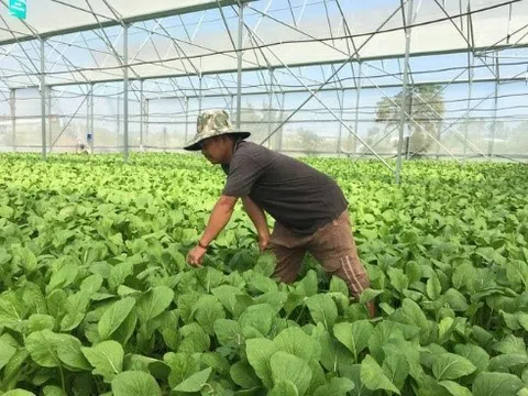 HÀ NỘI ĐẨY MẠNH PHÁT TRIỂN NÔNG NGHIỆP HIỆN ĐẠI, NÔNG NGHIỆP “SẠCH”