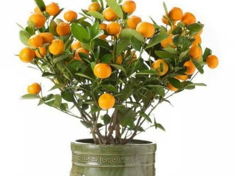 5 loại cây thường được chọn để trưng bày ngày Tết với ý nghĩa tài lộc và may mắn