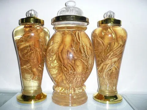 Rượu đảng sâm – thần dược của sức khỏe