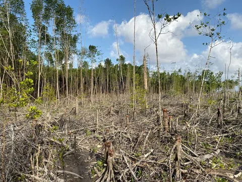 Đầu tư và phát triển bền vững hệ thống rừng phòng hộ