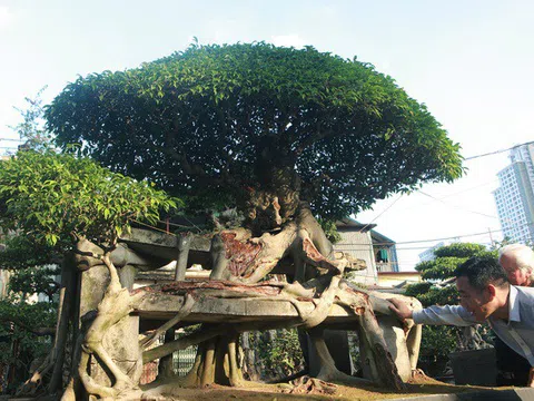 Chiêm ngưỡng "báu vật" tiền tỷ dưới chân cầu Thăng Long