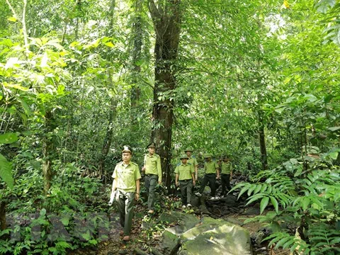 Kỳ 2: Bảo tồn và phục hồi rừng tự nhiên tầm nhìn và giải pháp