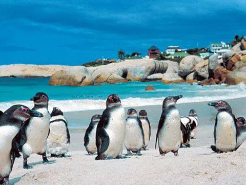 HẢO VỌNG MŨI CỰC NAM CỦA ĐẤT NƯỚC NAM PHI