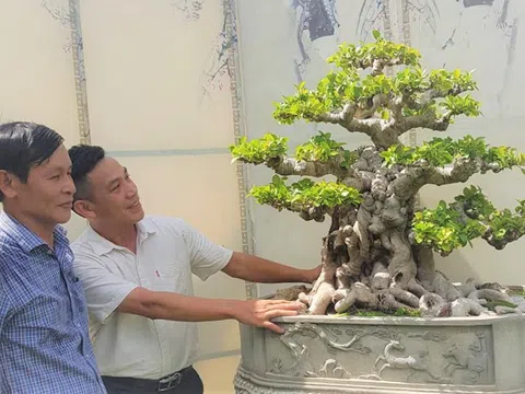 Nhà báo Vương Xuân Nguyên nói gì về thú chơi cây cảnh xưa và nay?