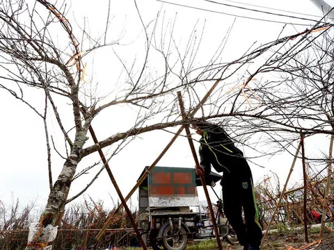 Thủ tướng cấm chặt đào rừng chơi Tết