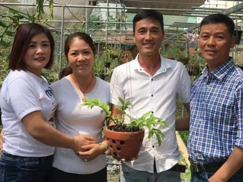 Nhà vườn Nguyễn Hồ Phúc Vinh chia sẻ một số kiến thức về hoa lan Phi Điệp