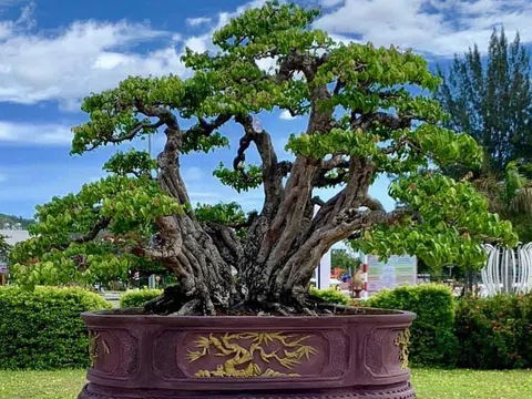 Ngắm tác phẩm Khế gân Cửu phẩm liên hoa