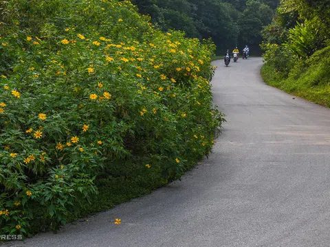 Hoa dã quỳ nở rộ trên núi Ba Vì