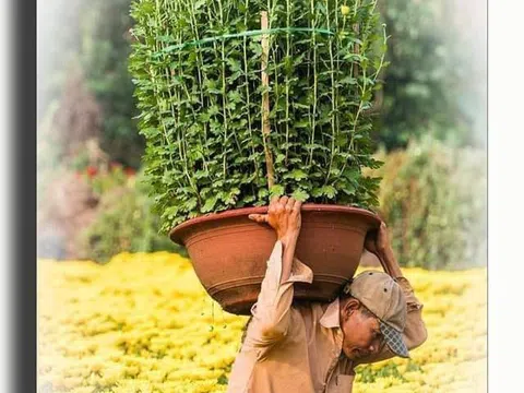 Xin đừng đợi đến chiều 30 mới mua hoa Tết